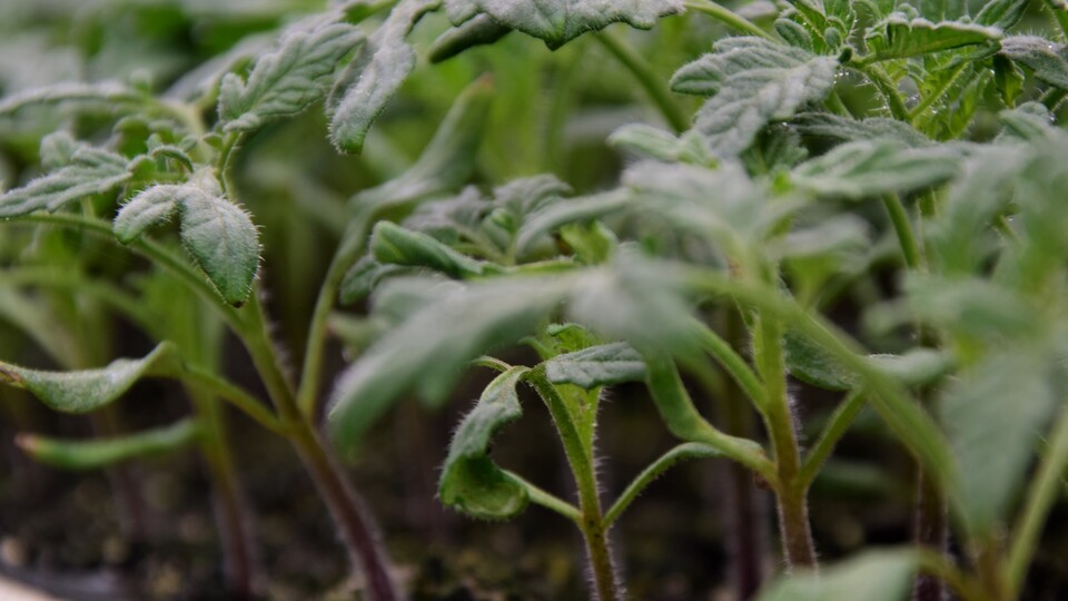 Bilecik'ten 40 ülkeye hibrit tohum