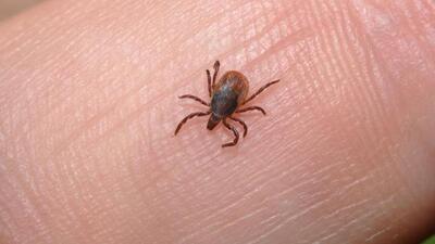 Mardin'de kene paniği!