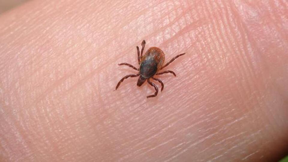 Mardin'de kene paniği!