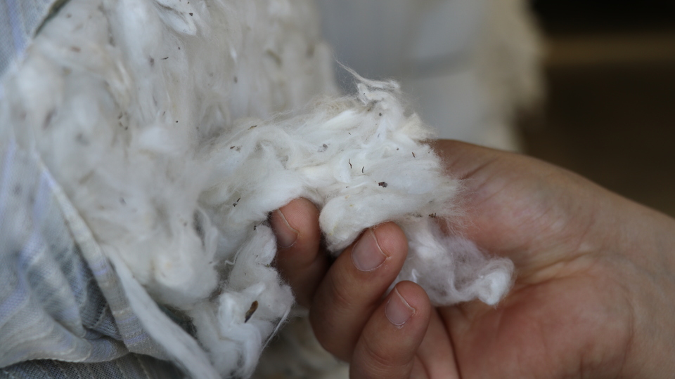 Pamuk üretiminde rekor beklentisi