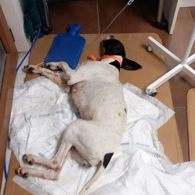 Salyangoz zehri dehşeti!