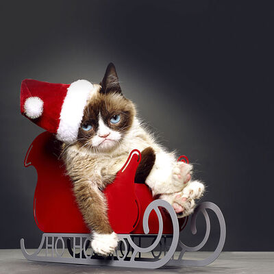 'Huysuz Kedi'den kötü haber