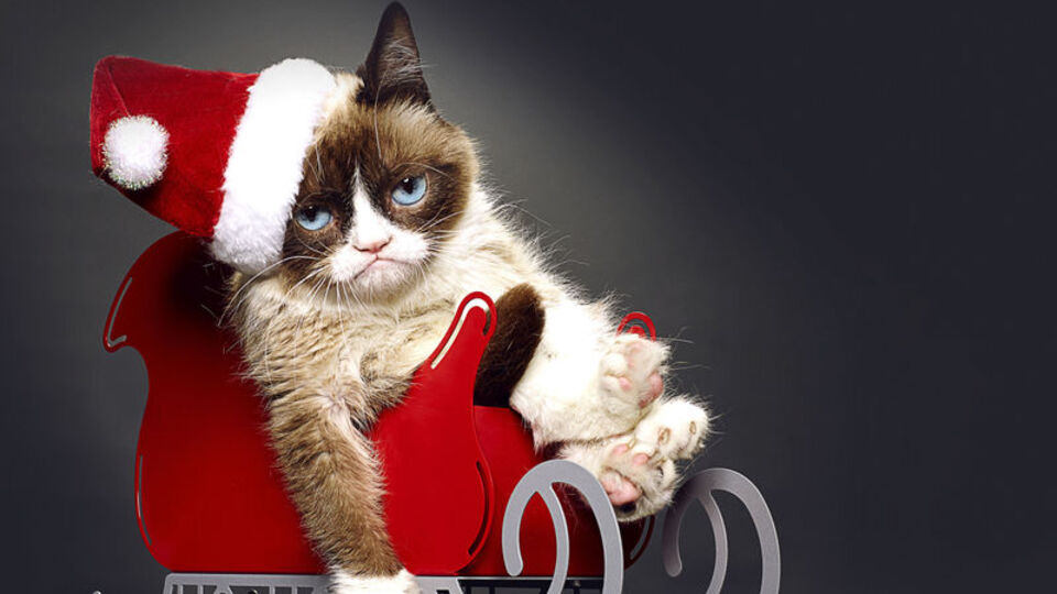 'Huysuz Kedi'den kötü haber