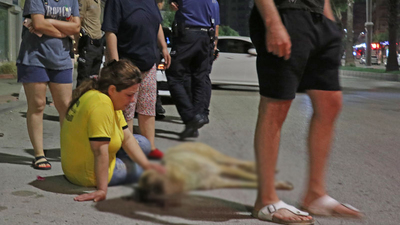 Adana'da otomobilin çarptığı köpek öldü