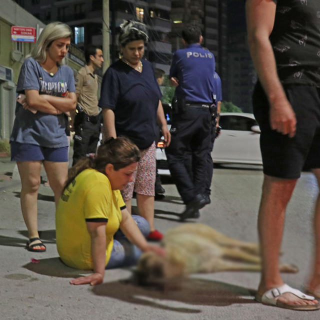 Adana'da otomobilin çarptığı köpek öldü