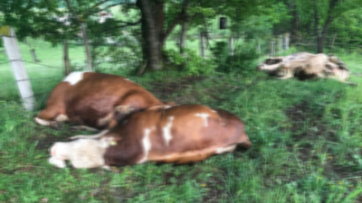 Büyükbaş hayvanların üzerine yıldırım düştü