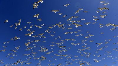 Kuşlar yumurta bırakmaya başladı!