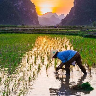Nükleer felaketin yaşandığı Fukuşima'ya pirinç ekildi