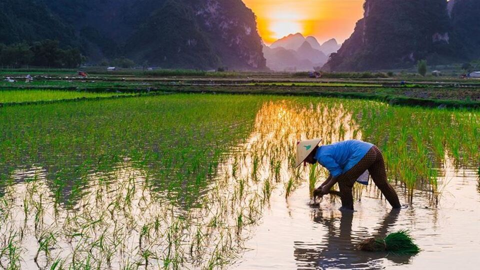 Nükleer felaketin yaşandığı Fukuşima'ya pirinç ekildi