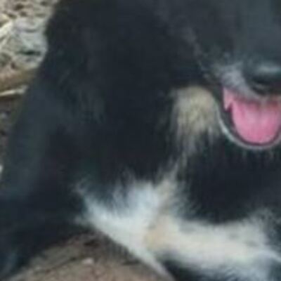 Diri diri gömülen bebeği kurtardı!