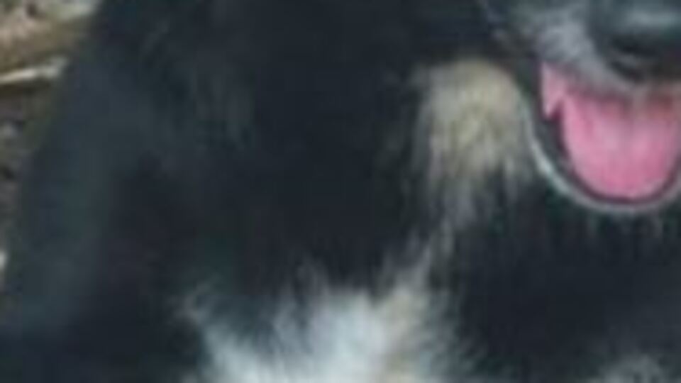 Diri diri gömülen bebeği kurtardı!