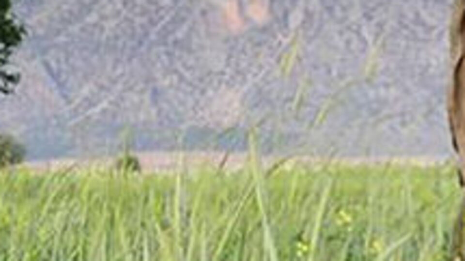 Başkan yardımcısı, 'ağaç kesme' tartışmasında öldürüldü