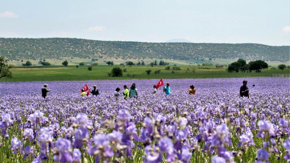 Zambak tarlaları ilgi odağı oldu