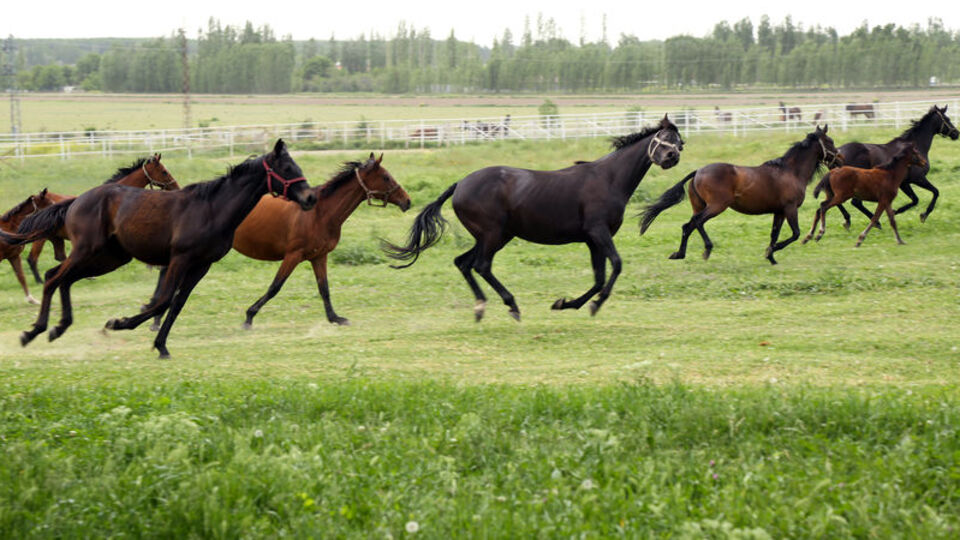 Bu atlar 6 çocuk okuttu!