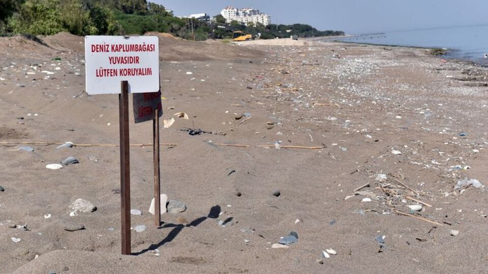 'Kumsala çıkan kaplumbağaları ürkütmeyin'