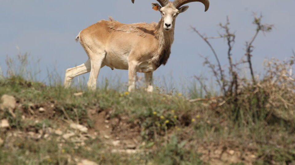 Halk ona 'ceren' diyor!