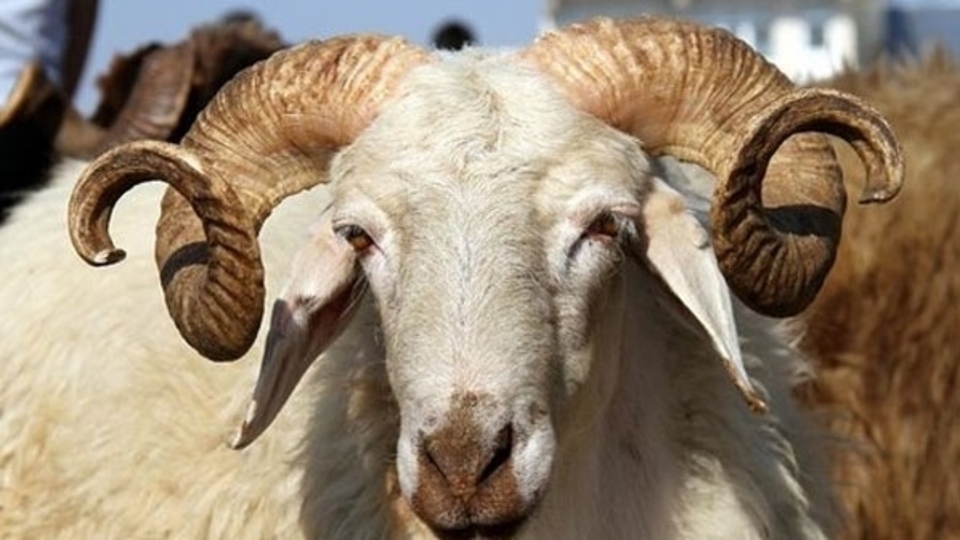 Kurban Bayramı ne zaman kaç gün tatil?