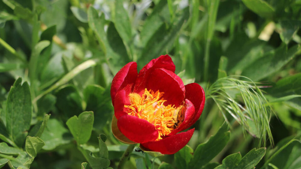 Cezası dudak uçuklatıyor