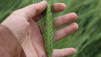 Tescilli yerli buğday çeşitleri verimi artıracak