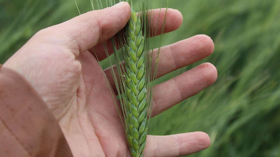 Tescilli yerli buğday çeşitleri verimi artıracak