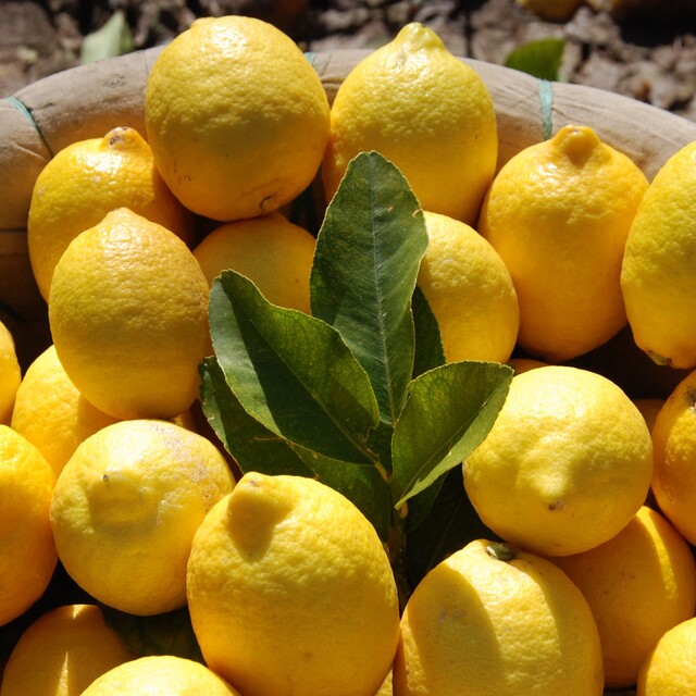 En çok limonun fiyatı arttı