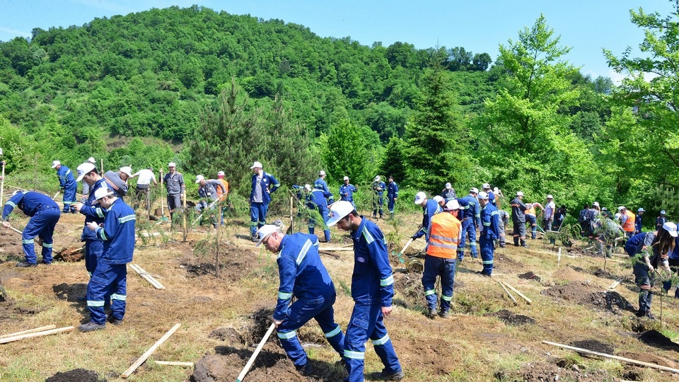 100'üncü yılda 1919 ağaç dikti