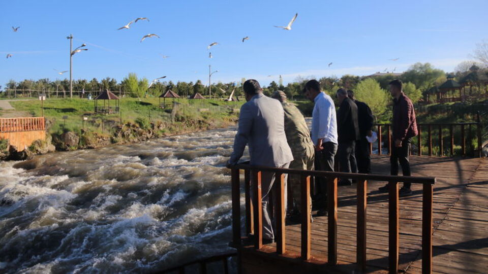 İnci kefalinin zorlu yolculuğu!