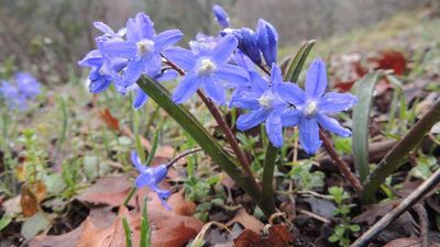 Bornova Lalesi tükendi!