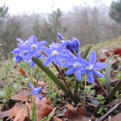 Bornova Lalesi tükendi!