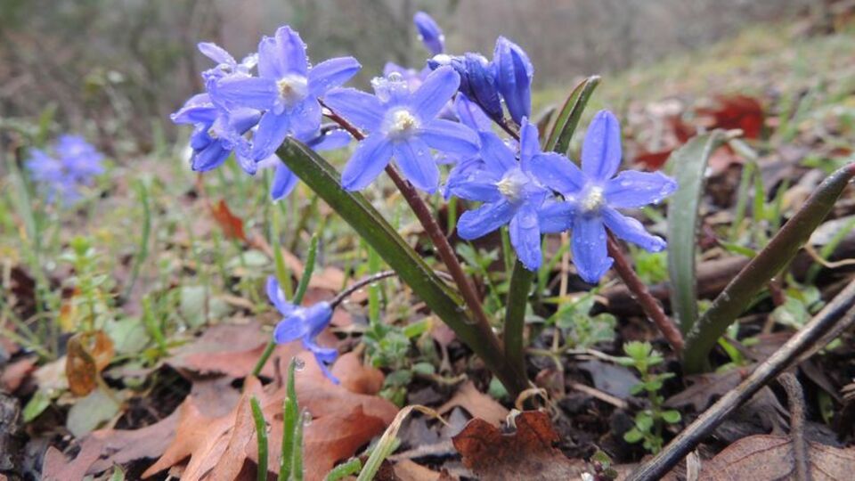 Bornova Lalesi tükendi!