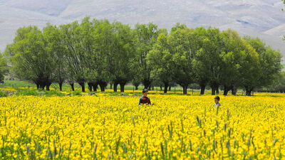 Ovacık sarıya boyandı!