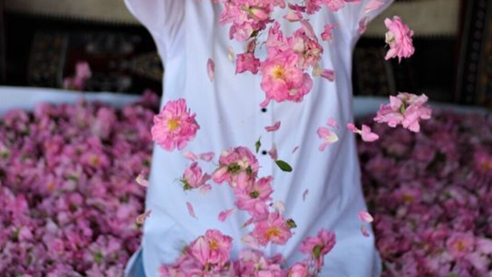 'Güller diyarı'nda hasat zamanı