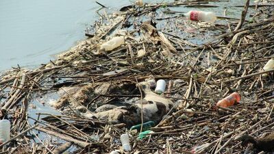 Yediklerimiz bu suyla yetiştiriliyor!