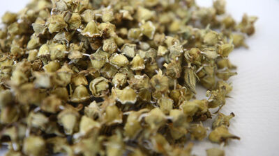 Kendisi küçük etkisi büyük!