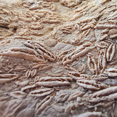 Ailesiyle piknik yaparken bulmuştu!