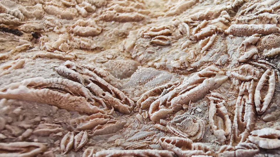 Ailesiyle piknik yaparken bulmuştu!