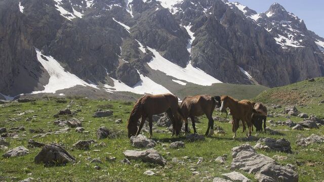 Munzur Dağları'nın atları ilgi görüyor