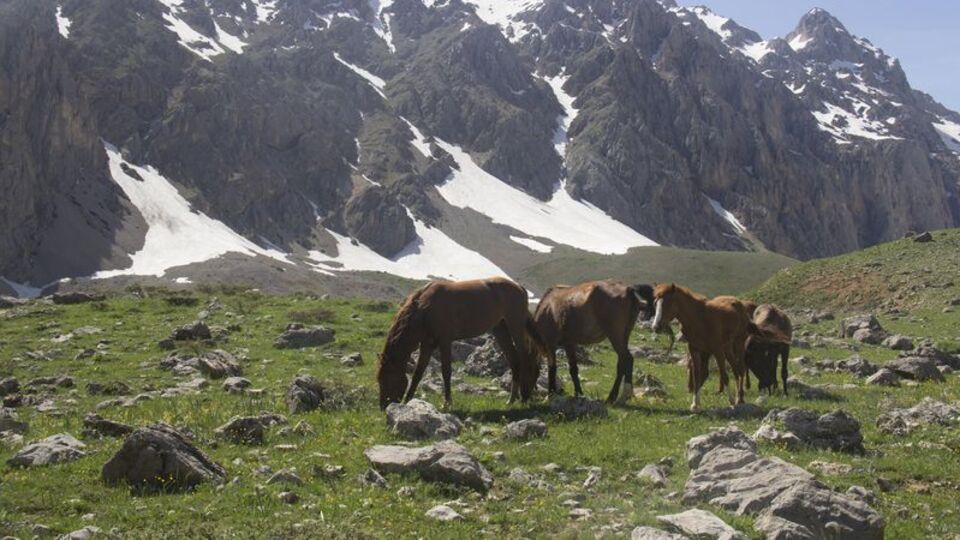 Munzur Dağları'nın atları ilgi görüyor
