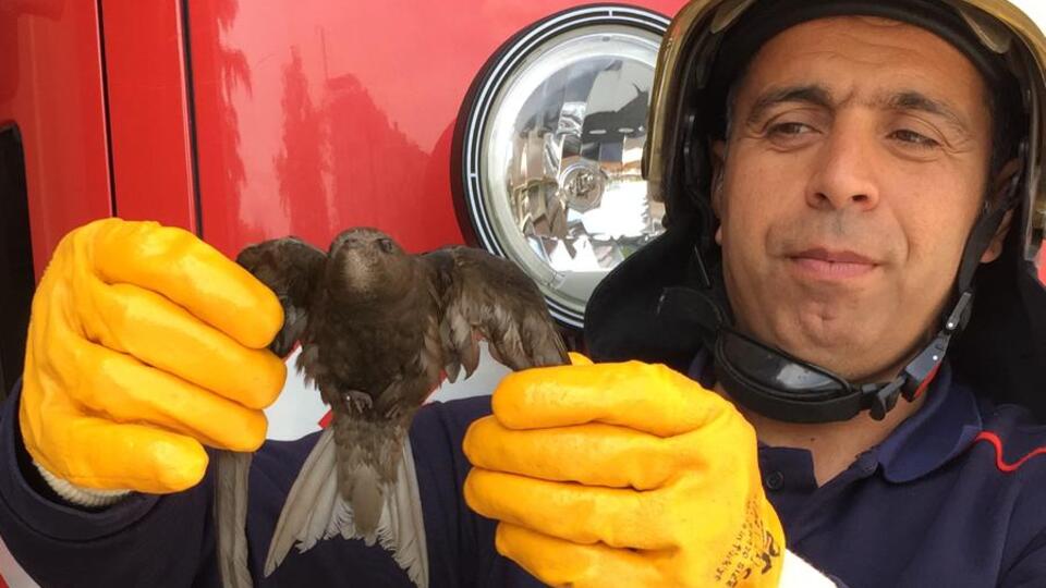 Ebabil kuşunu, itfaiye ekipleri kurtardı