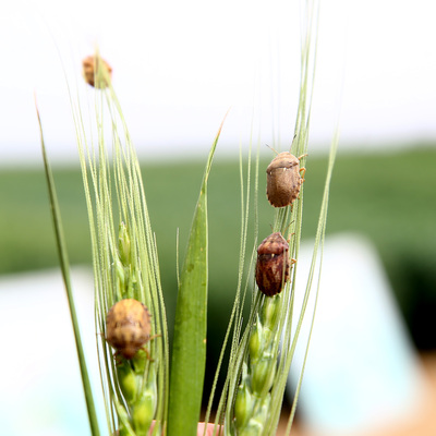 Laboratuvarda üretip doğaya saldılar! Tam 800 bin adet...