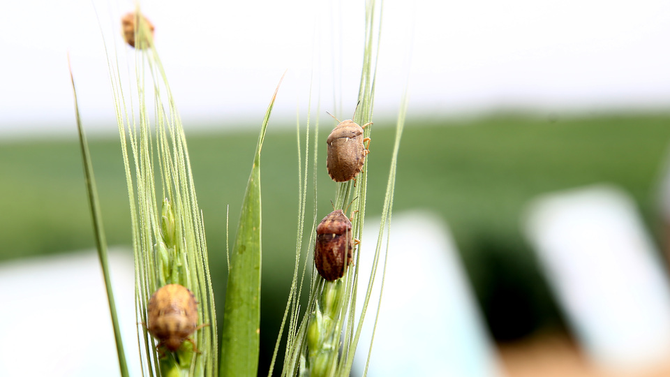 Laboratuvarda üretip doğaya saldılar! Tam 800 bin adet...