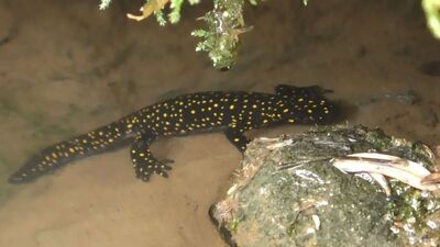 Tunceli'de görüntülendi