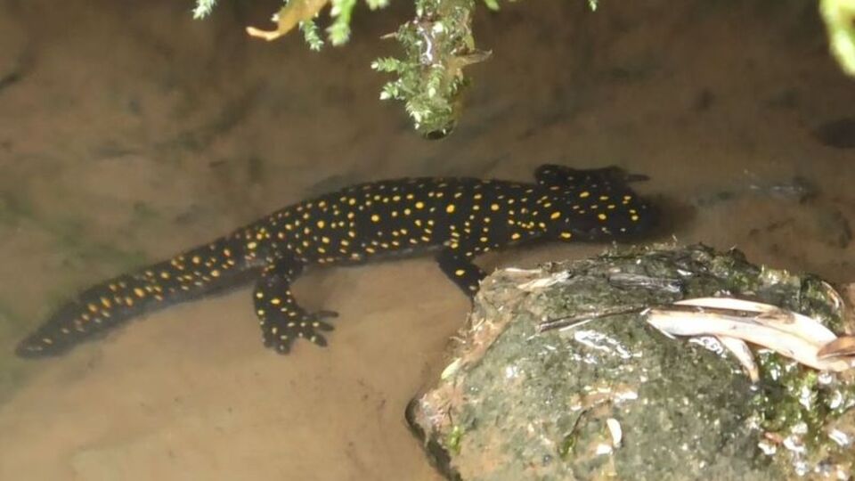 Tunceli'de görüntülendi