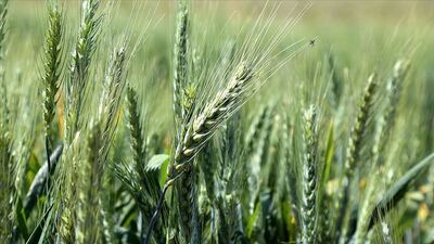 Türkiye ekonomik bitki türlerinin gen merkezi