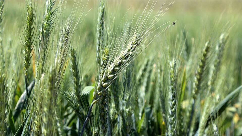 Türkiye ekonomik bitki türlerinin gen merkezi