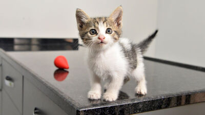 700 kilometrelik yolu böyle gitmiş!