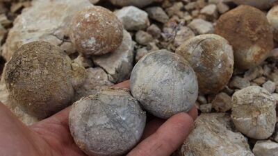 Hayvan otlatırken buldu