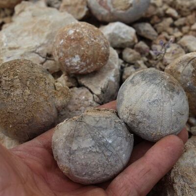 Hayvan otlatırken buldu