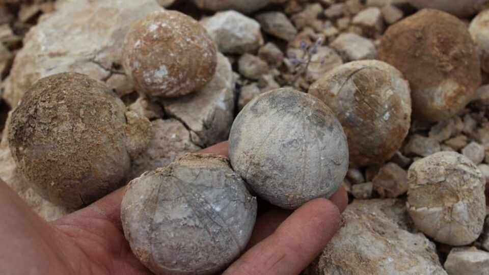 Hayvan otlatırken buldu