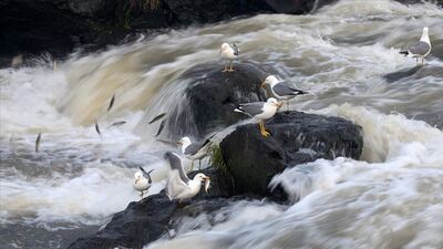 İnci kefalinin kutsal yolculuğu